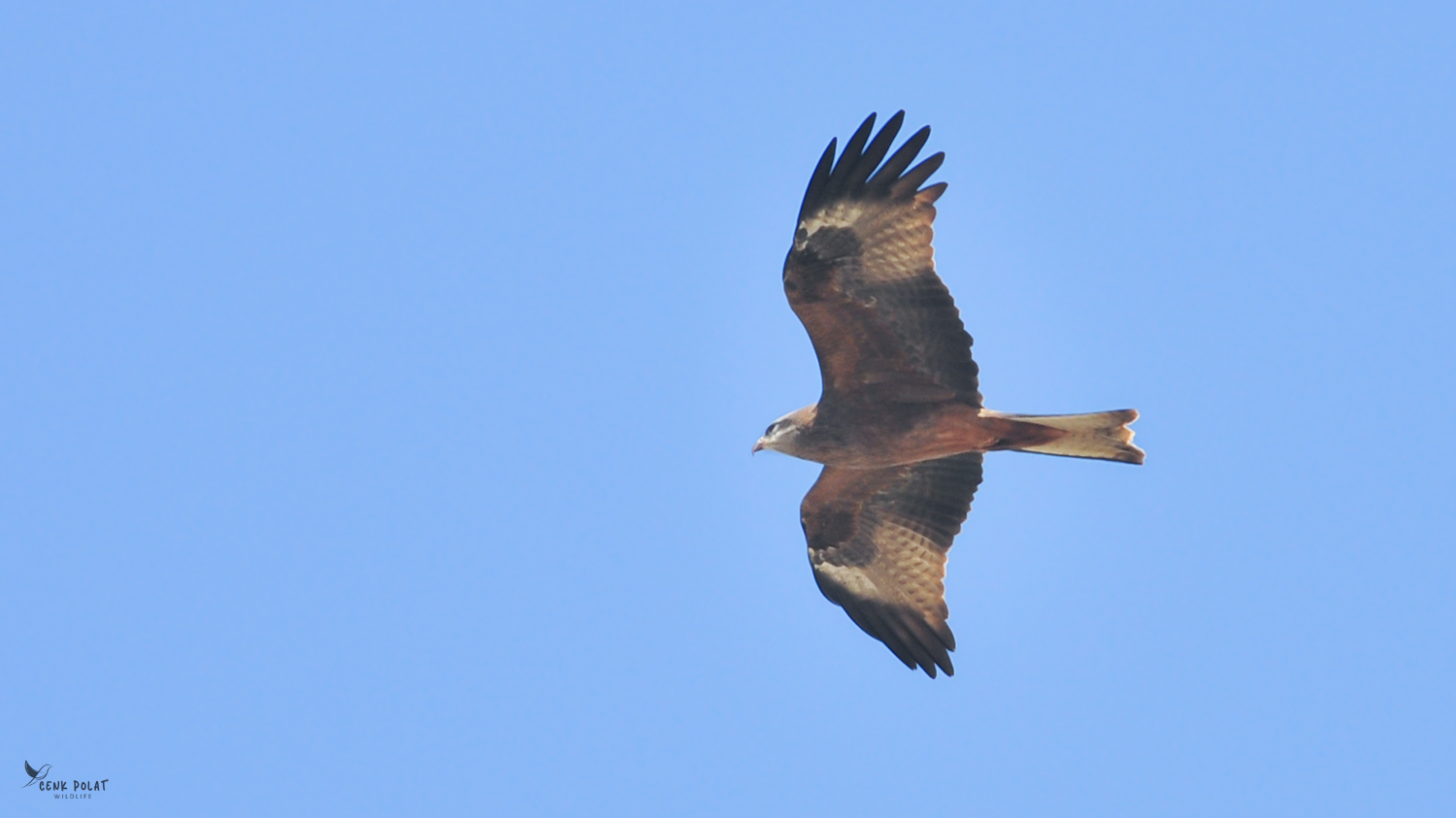 Black Kite